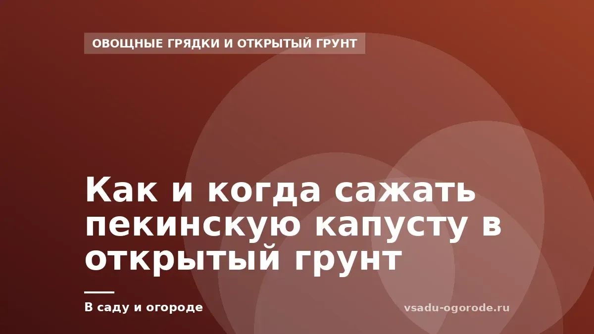 Как и когда сажать пекинскую капусту в открытый грунт
