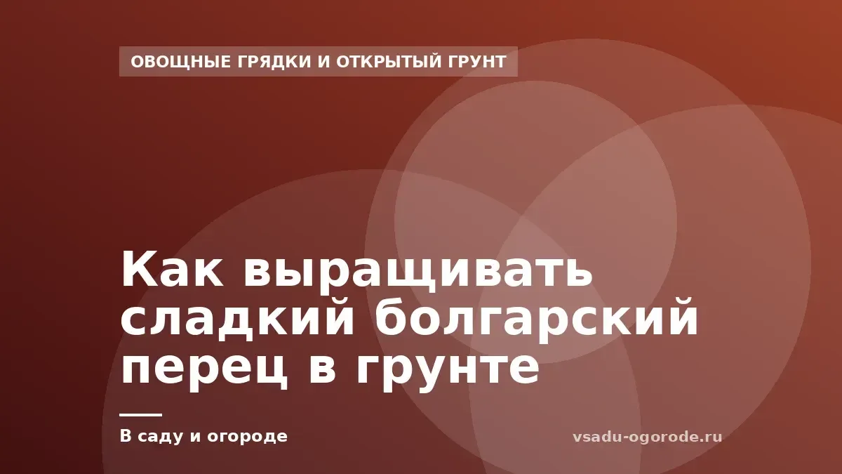 Как выращивать сладкий болгарский перец в грунте