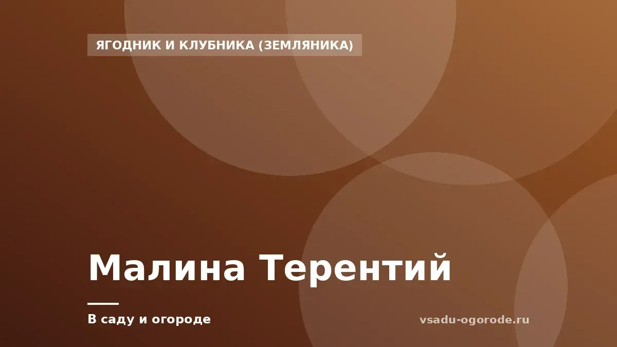 Малина Терентий