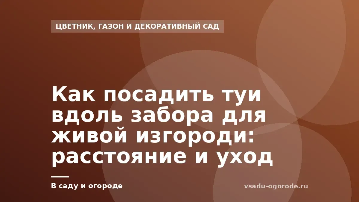Как посадить туи вдоль забора для живой изгороди: расстояние и уход