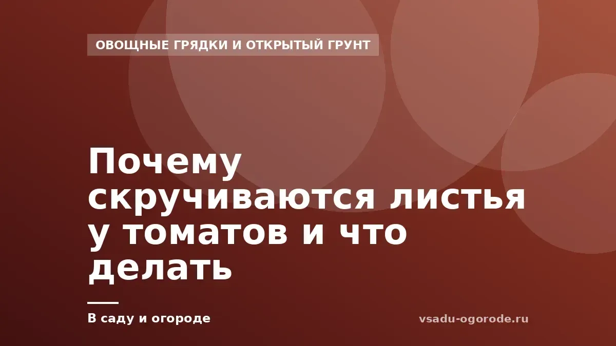 Почему скручиваются листья у томатов и что делать